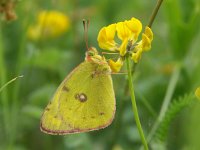 Colias alfacariensis 18, Zuidelijke luzernevlinder, Vlinderstichting-Chris van Swaay  Zuidelijke luzernevlinder Colias alfacariensis CALFA COLIALFA